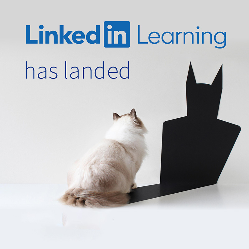 Cat looking at super man - LinkedIn Learning has landed